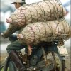china-schwein