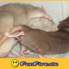 funfire-de-1122982587-17